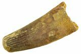 Fossil Spinosaurus Tooth - Feeding Worn Tip #347155-1